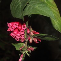 Cestrum elegans (Brongn. ex Neumann) Schltdl.